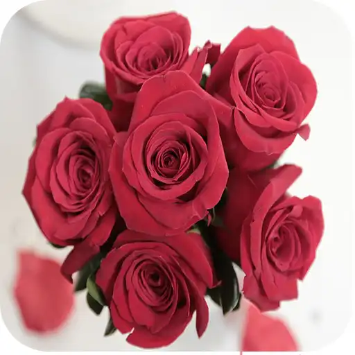Play Rosas con Amor APK Play Rosas con Amor APK