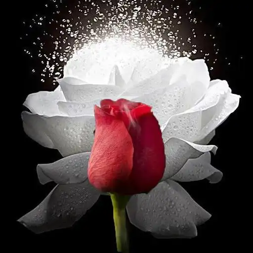Play Rosas de Calipso Wallpaper APK Play Rosas de Calipso Wallpaper APK