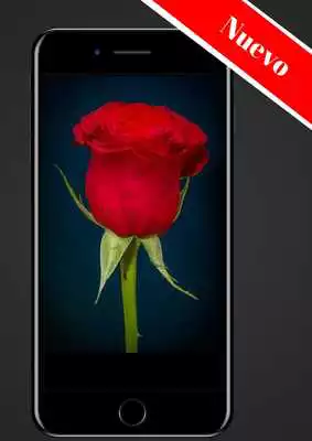 Play Rosas Gratis Play Rosas Gratis