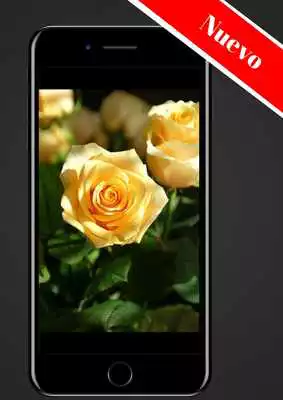 Play Rosas Gratis Play Rosas Gratis