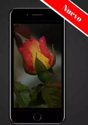 Play Rosas Gratis Play Rosas Gratis