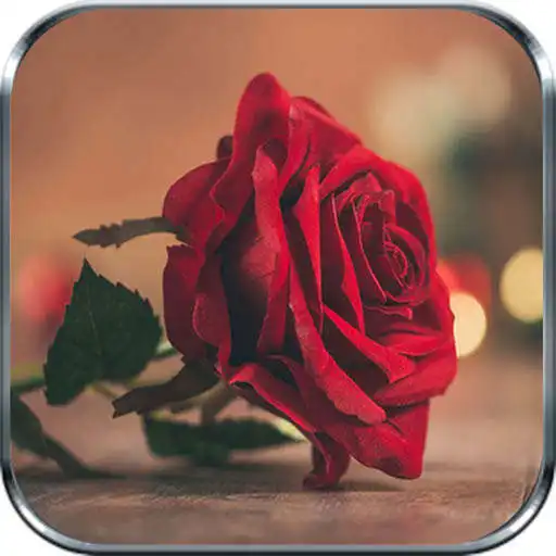 Play Rosas Rojas y Flores Hermosas APK Play Rosas Rojas y Flores Hermosas APK
