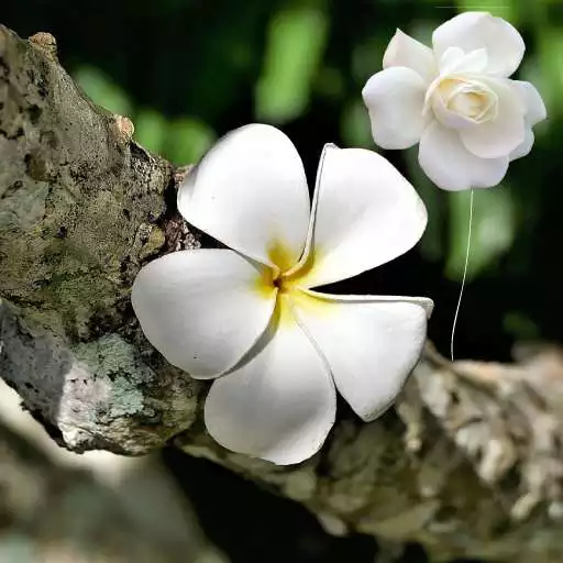 Free play online Rosas y flores hermosas APK