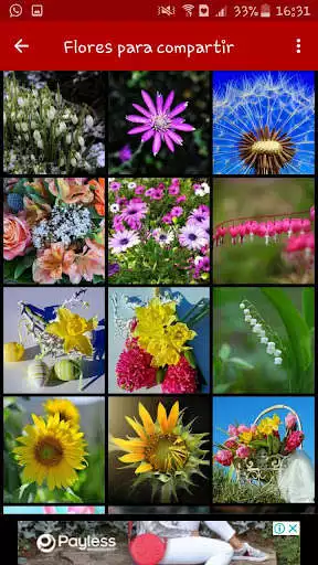 Play Rosas y flores hermosas