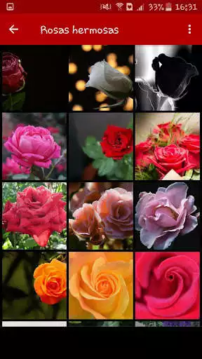 Play Rosas y flores hermosas