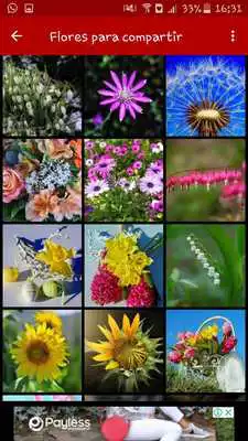 Play Rosas y flores hermosas