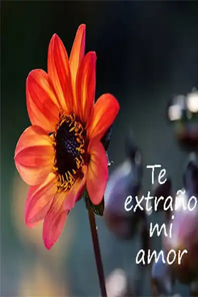 Play Rosas y Flores para Enamorar  and enjoy Rosas y Flores para Enamorar with UptoPlay