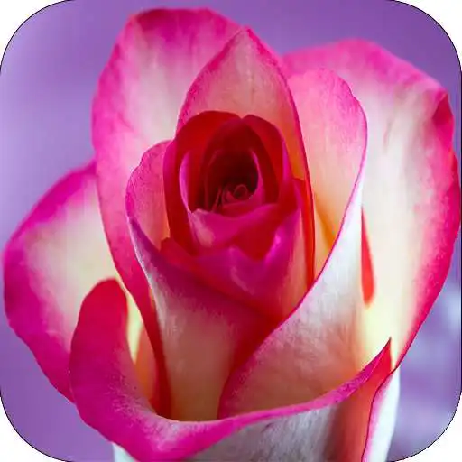Play Rosas y Pensamientos APK