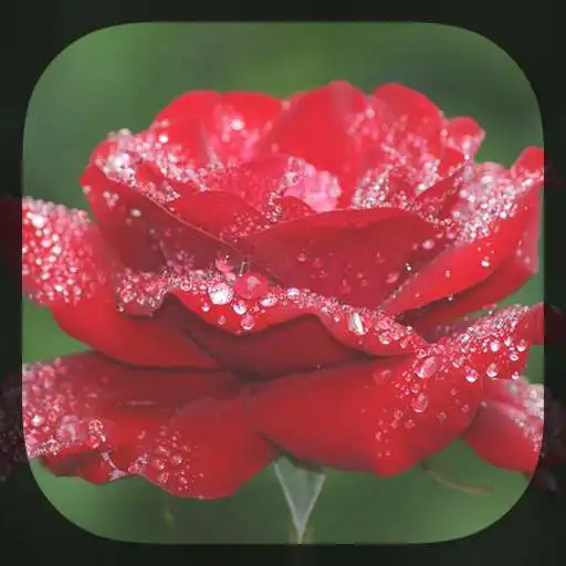 Play Rose and Rain Live Wallpaper APK
