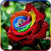 Free play online Rose Day Live Wallpaper APK Free play online Rose Day Live Wallpaper APK