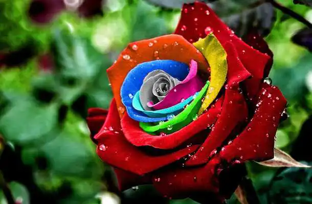 Play Rose Day Live Wallpaper
