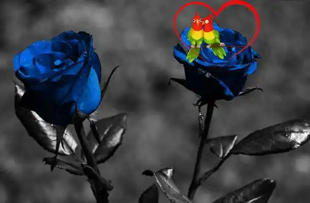 Play Rose Day Live Wallpaper