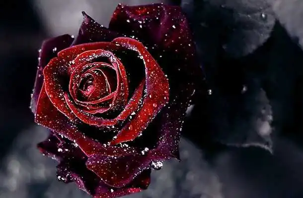 Play Rose Day Live Wallpaper