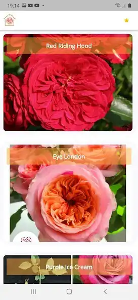 Play Rose Discovery as an online game Rose Discovery with UptoPlay