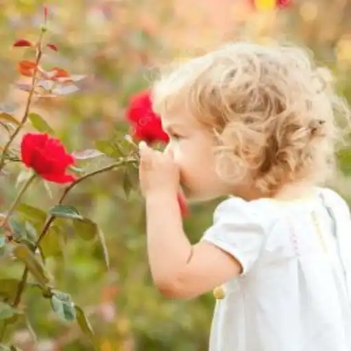 Play Rose Floral Wallpapers APK