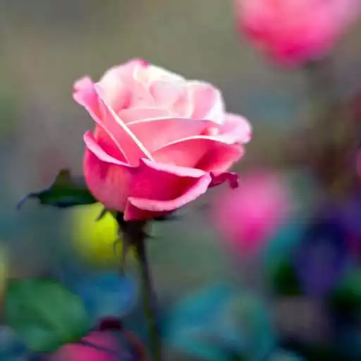 Free play online Rose Flower HD Wallpapers  APK