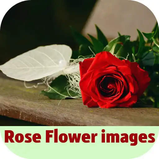 Play rose flower images APK Play rose flower images APK