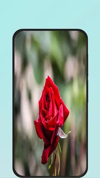 Play rose flower images  and enjoy rose flower images with UptoPlay