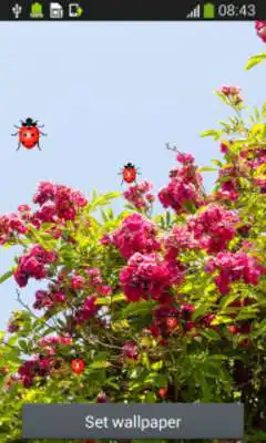 Play Rose Flower Live Wallpapers