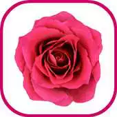 Free play online Rose Flowers Jigsaw Puzzle APK Free play online Rose Flowers Jigsaw Puzzle APK