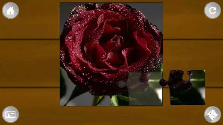 Play Rose Flowers Jigsaw Puzzle