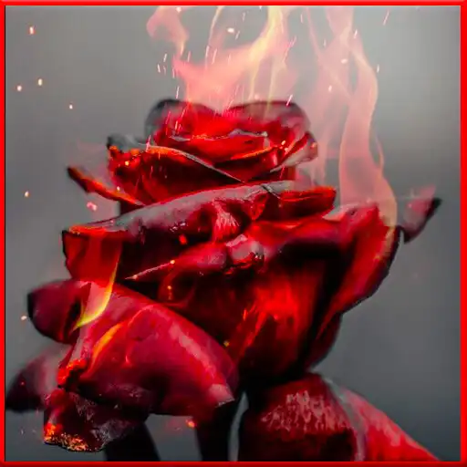 Play Rose Flower Wallpaper HD APK Play Rose Flower Wallpaper HD APK
