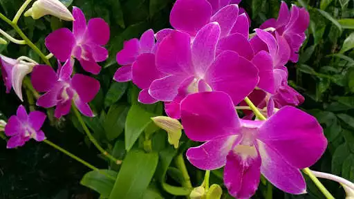 Play Rose Flower Wallpaper  and enjoy Rose Flower Wallpaper with UptoPlay