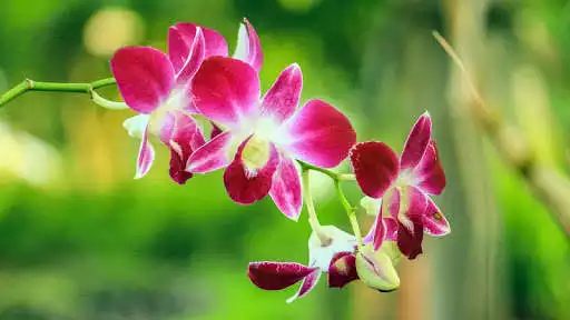 Play Rose Flower Wallpaper as an online game Rose Flower Wallpaper with UptoPlay