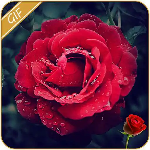 Play Rose GIF 2021 APK Play Rose GIF 2021 APK