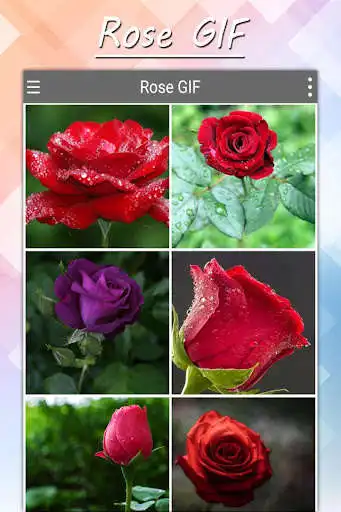 Play Rose GIF 2021  and enjoy Rose GIF 2021 with UptoPlay