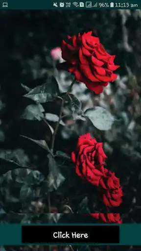 Play Rose HD Wallpaper 2021-JS  and enjoy Rose HD Wallpaper 2021-JS with UptoPlay