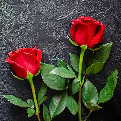 Play Rose HD Wallpapers APK Play Rose HD Wallpapers APK