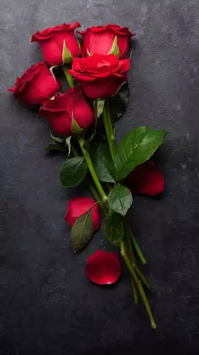 Play Rose HD Wallpapers  and enjoy Rose HD Wallpapers with UptoPlay