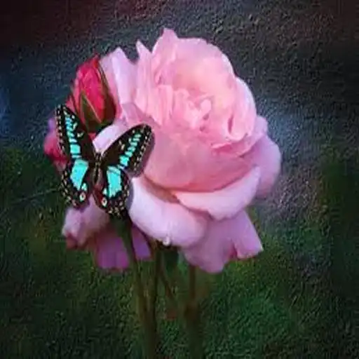 Play Rose APK Play Rose APK