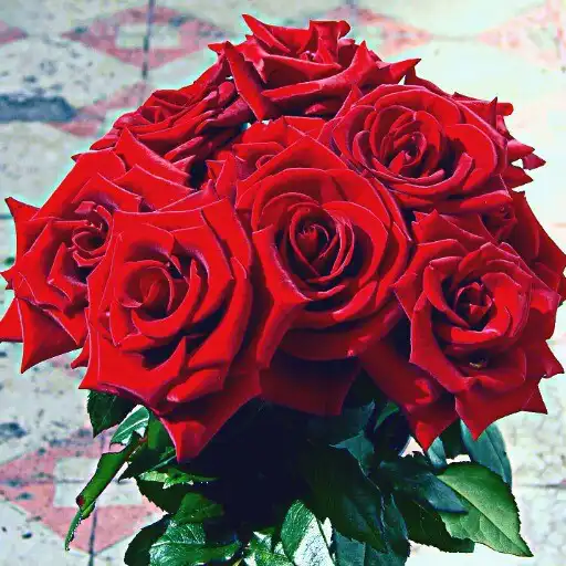 Play Rose Images - Flower Images APK