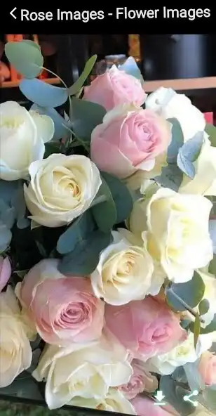 Play Rose Images - Flower Images  and enjoy Rose Images - Flower Images with UptoPlay