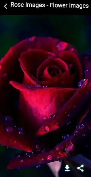 Play Rose Images - Flower Images as an online game Rose Images - Flower Images with UptoPlay