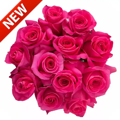 Play rose images APK