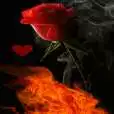 Free play online Rose In Fire LWP APK