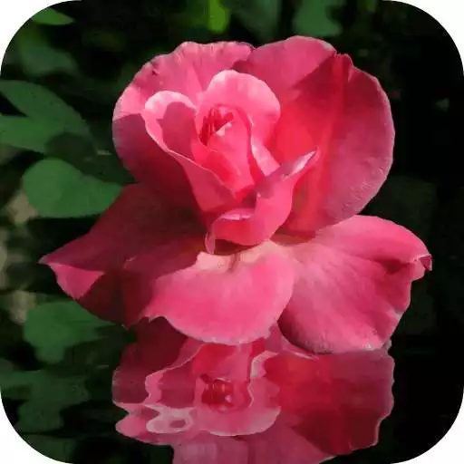 Free play online Rose In Water Live Wallpaper APK Free play online Rose In Water Live Wallpaper APK