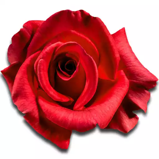 Free play online Rose Live Wallpaper APK Free play online Rose Live Wallpaper APK