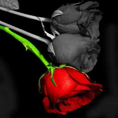 Play Rose Live Wallpaper