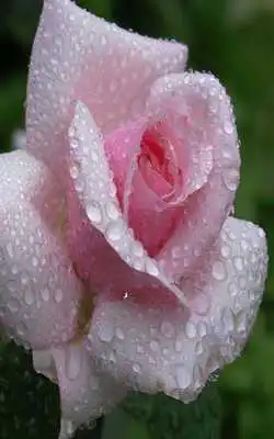 Play Rose Live Wallpaper