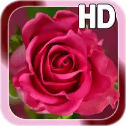 Free play online Rose Love Live wallpaper APK Free play online Rose Love Live wallpaper APK