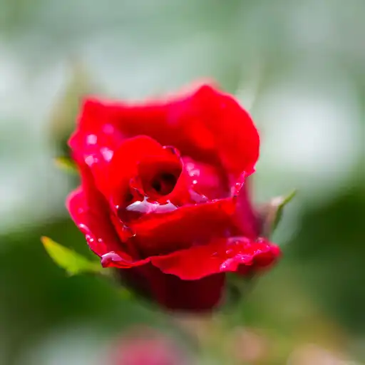 Play Rosely Wallpaper: Black Gold APK Play Rosely Wallpaper: Black Gold APK