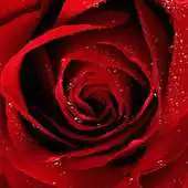 Free play online Rose of Love GO Keyboard APK Free play online Rose of Love GO Keyboard APK