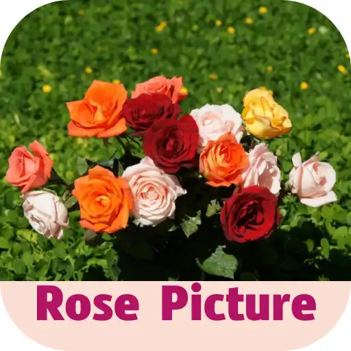Play rose picture APK