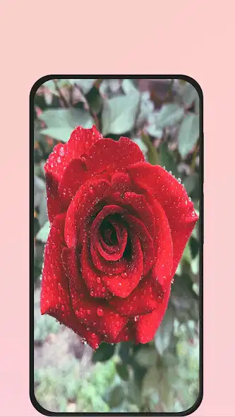 Play rose picture  and enjoy rose picture with UptoPlay