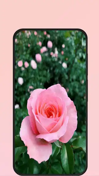 Play rose picture as an online game rose picture with UptoPlay