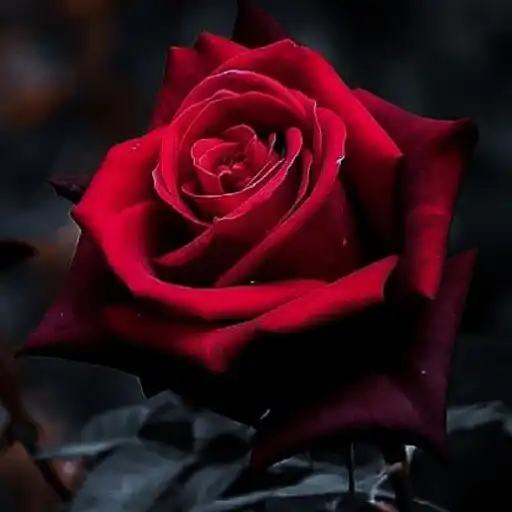 Play Rose Pictures APK